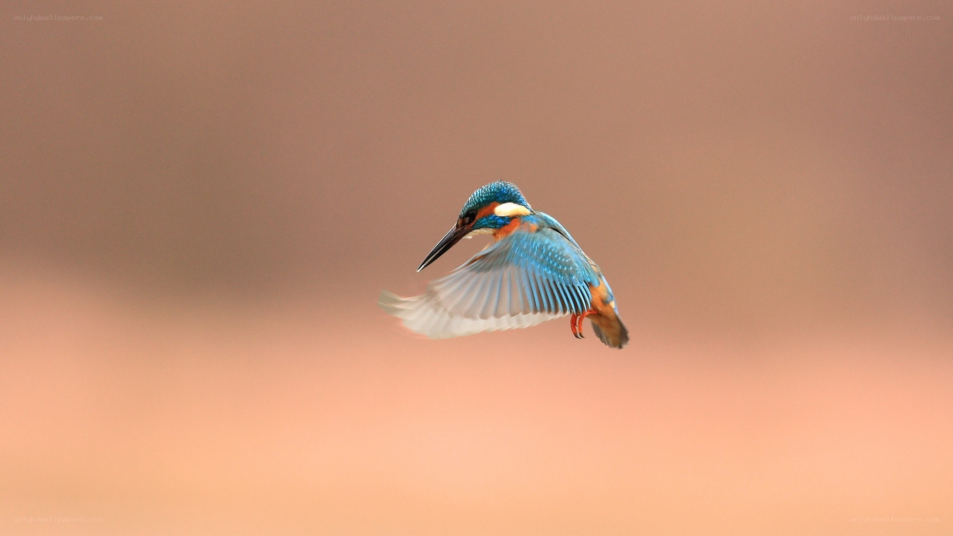kingfisher in flight