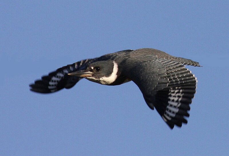 Kingfisher in flight