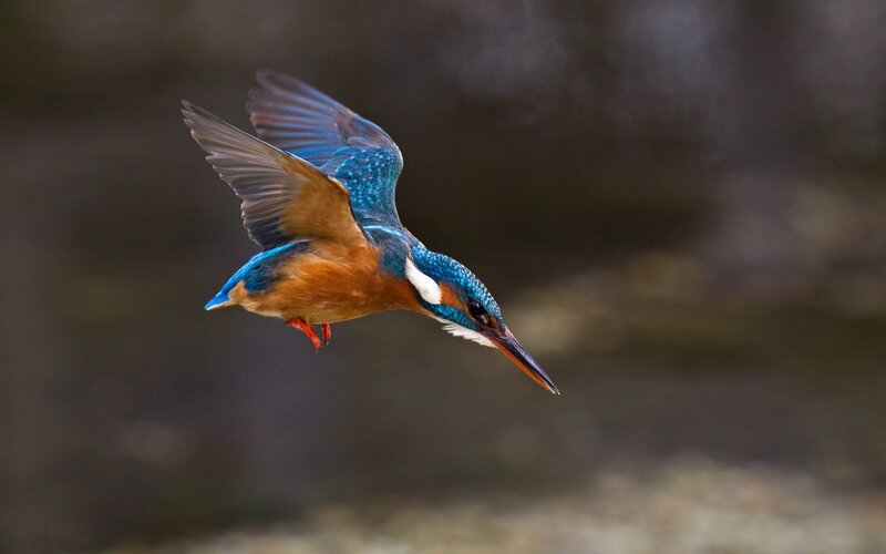 Kingfisher in Flight — Blue, Dynamic, Photograph