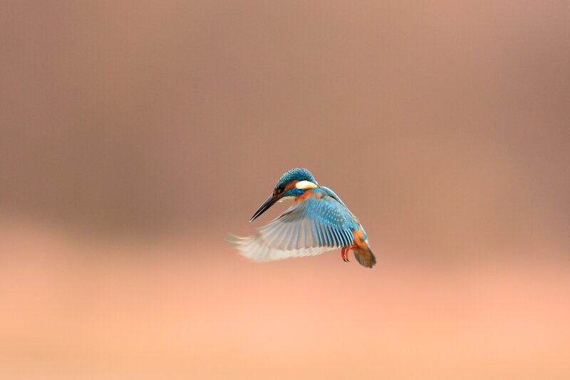 Kingfisher in Flight — Blue, Dynamic, Sunset