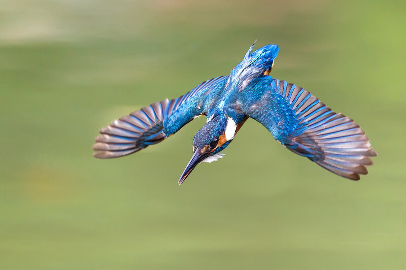 Kingfisher in Flight — Blue, Dynamic