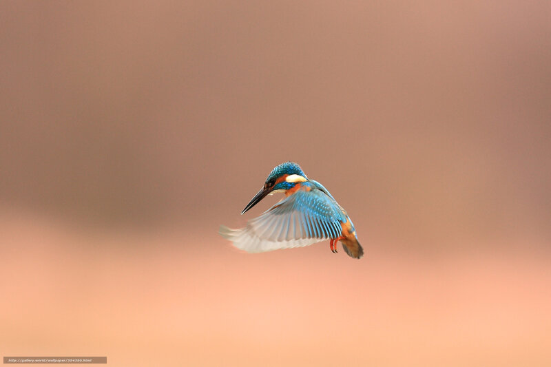 Kingfisher in Flight — Blue, Serene, Sunset