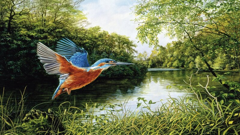 Kingfisher in Flight — Blue, Serene