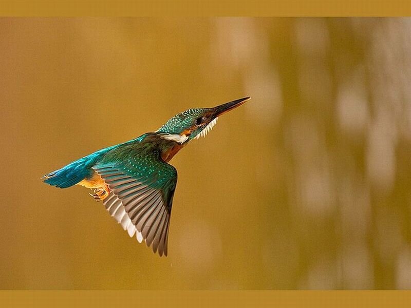 Kingfisher in Flight — Blue