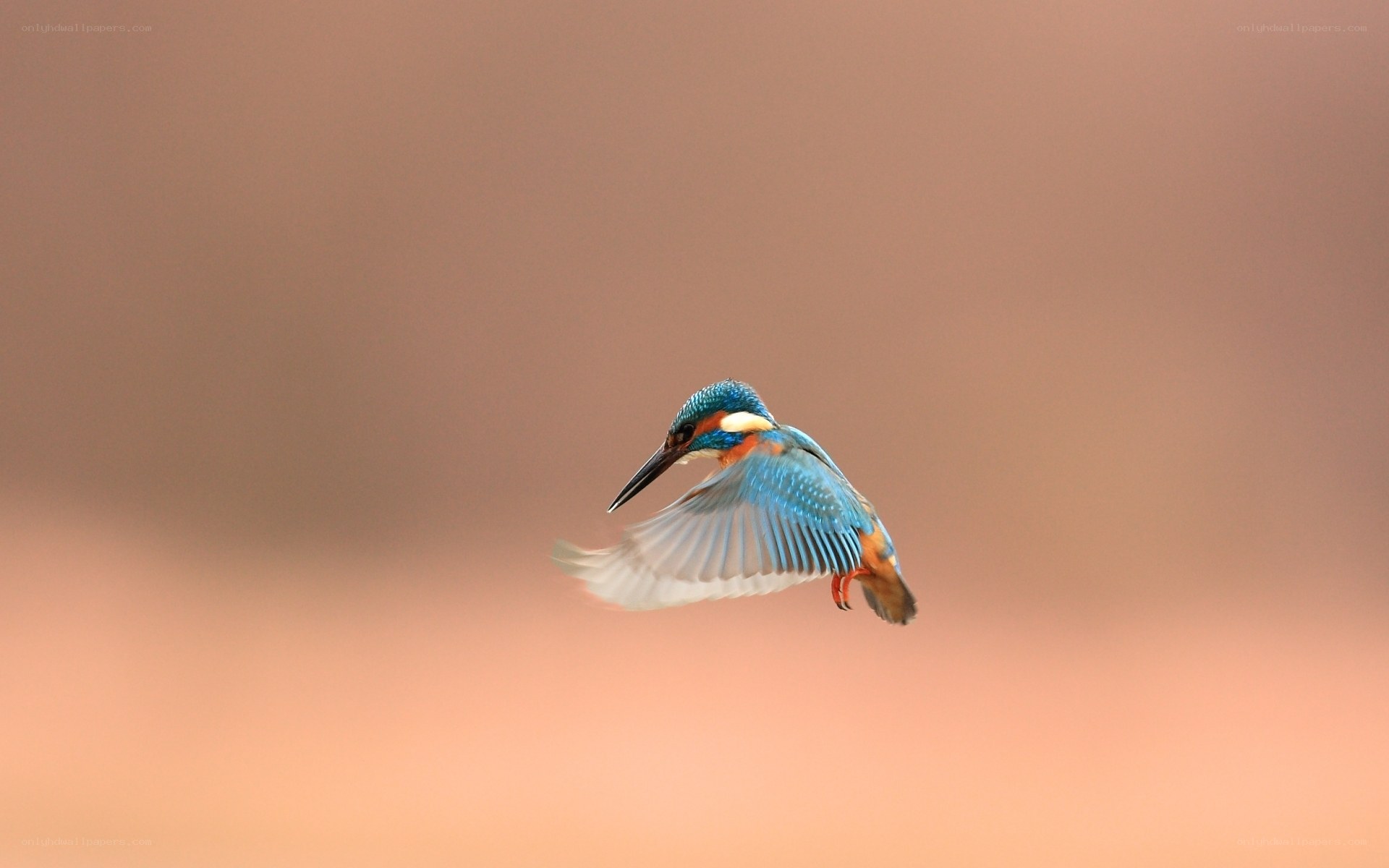 Kingfisher in flight