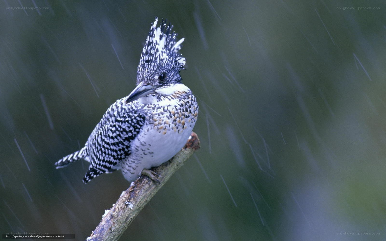 Kingfisher in the rain