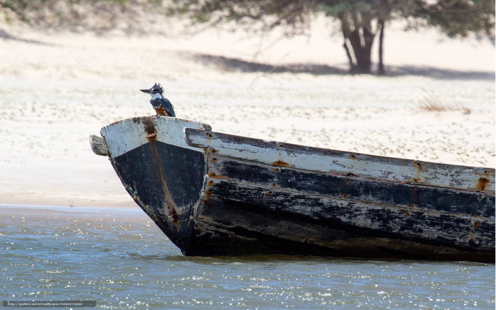 Kingfisher on a boat