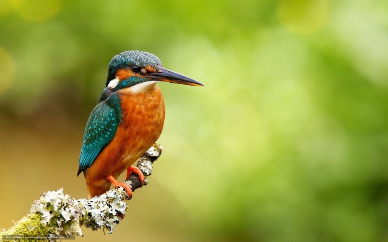 kingfisher on a branch