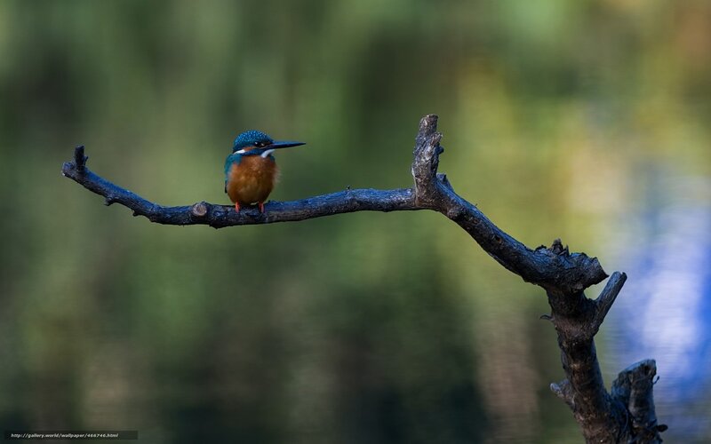 Kingfisher on a branch