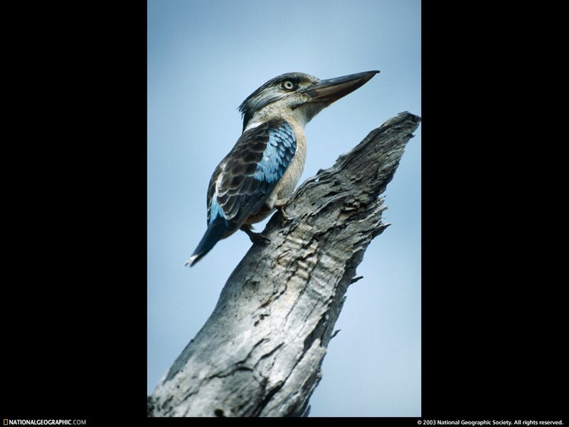 kingfisher on a branch