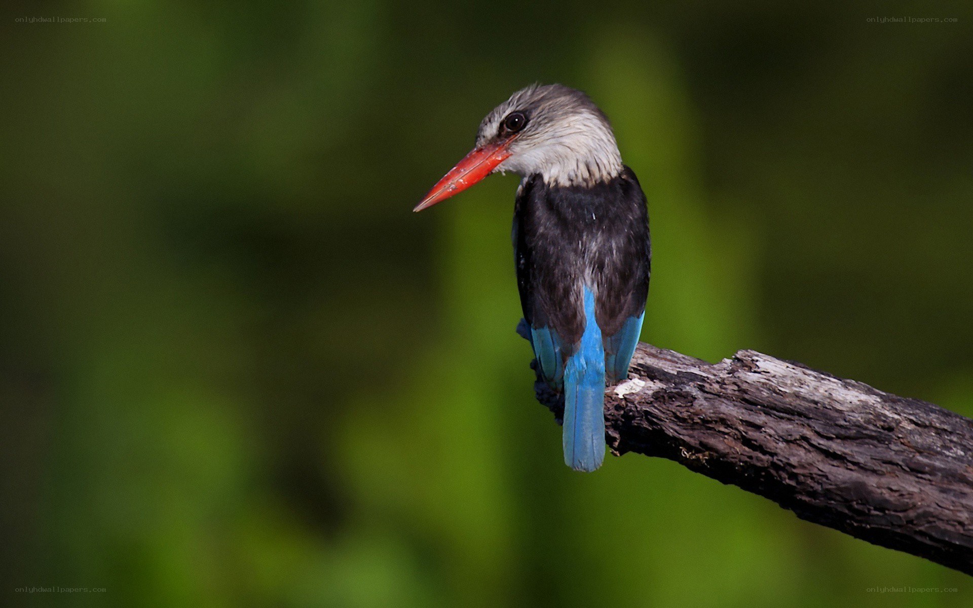 kingfisher on a branch