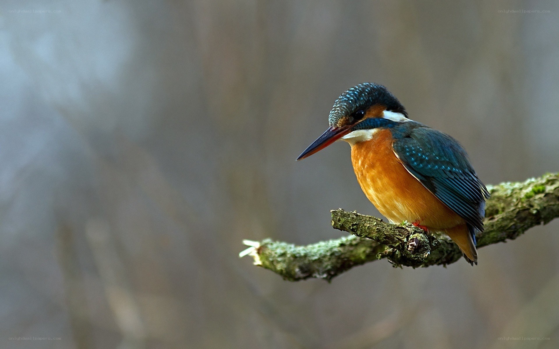 kingfisher on a branch