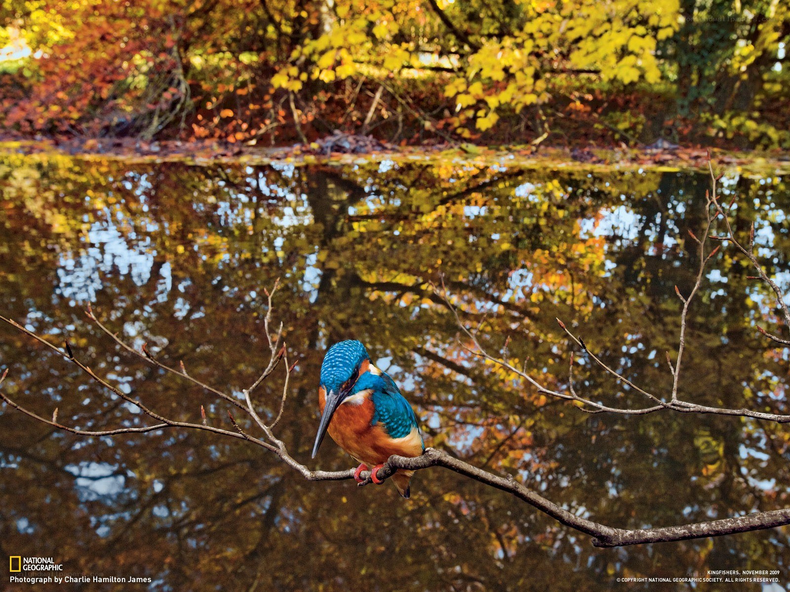 Kingfisher on a branch
