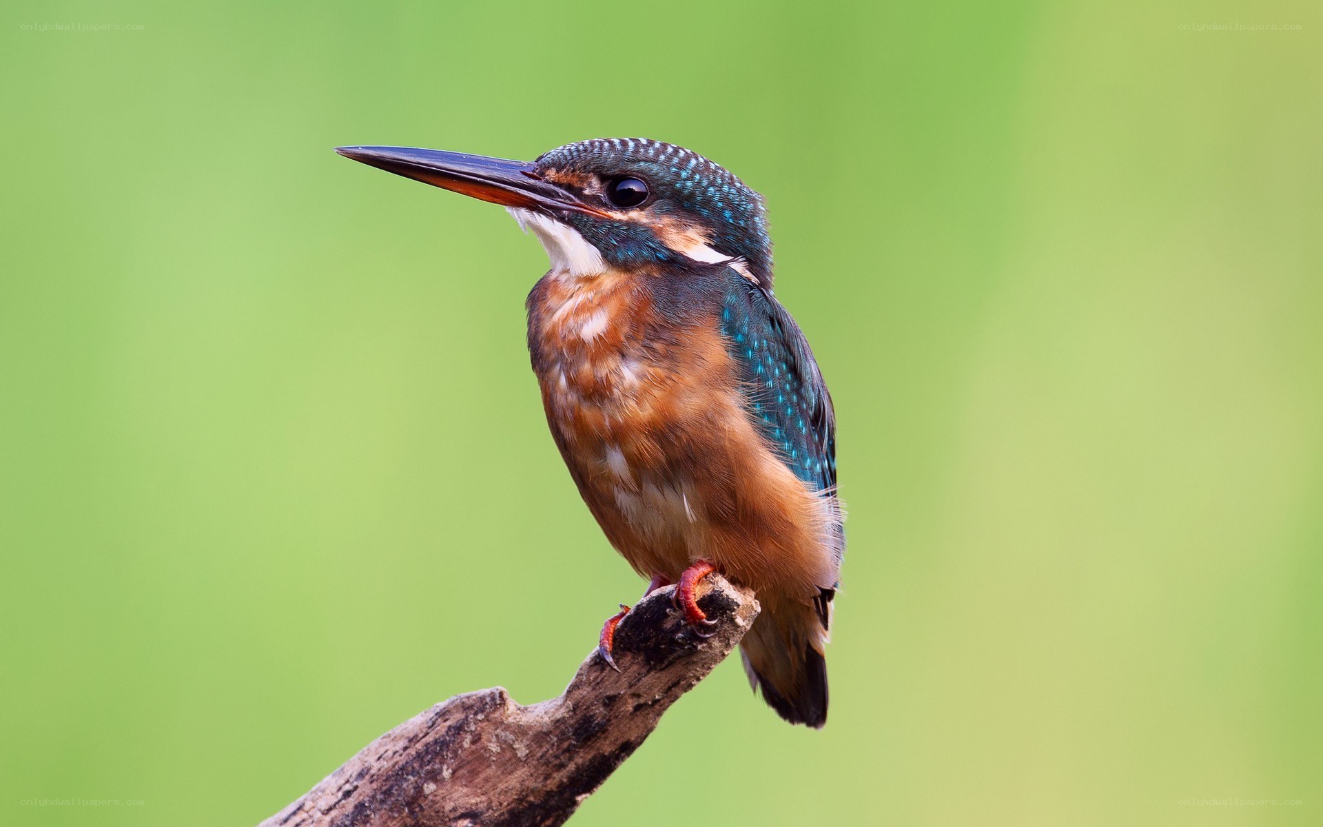 kingfisher on a branch