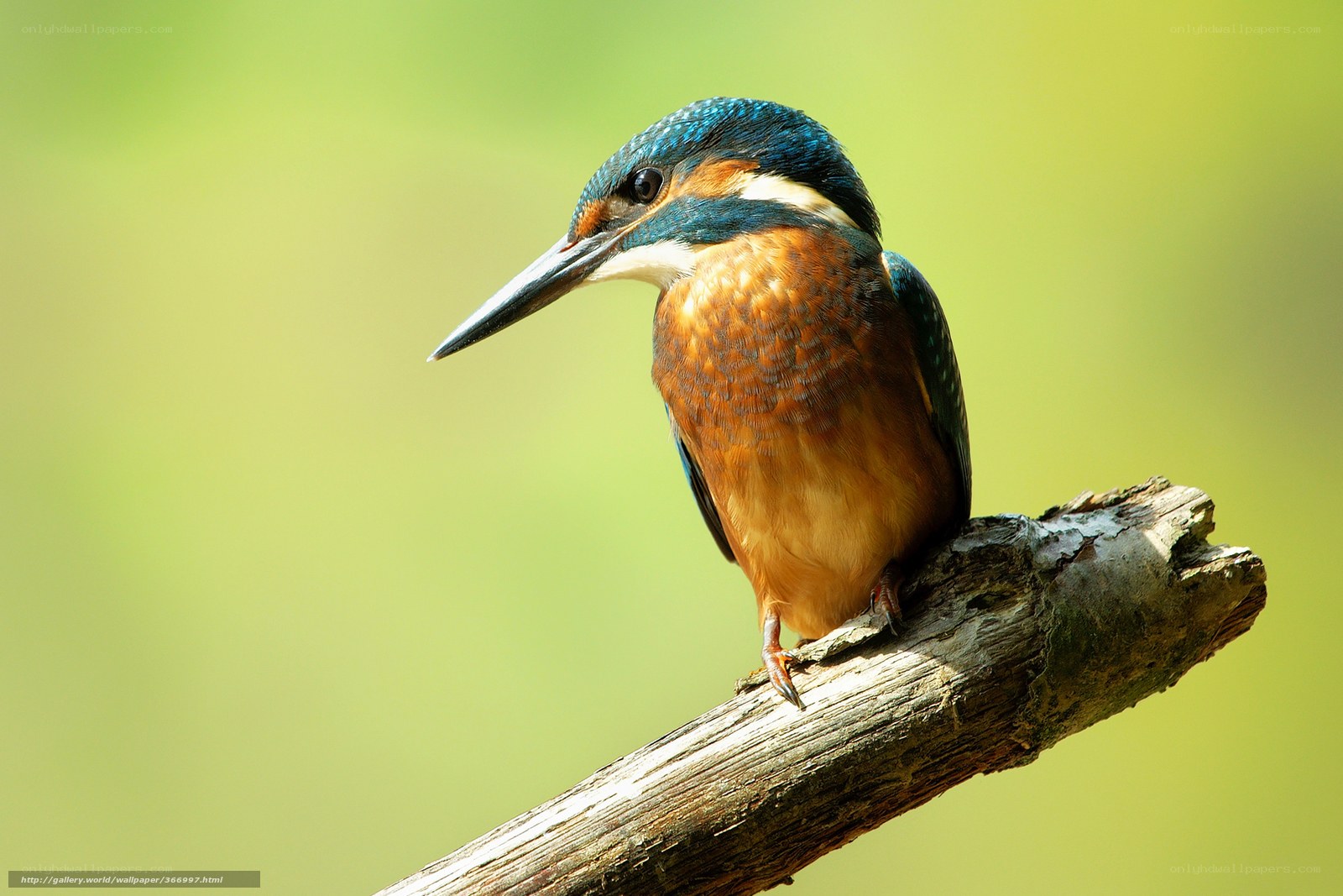 kingfisher on a branch
