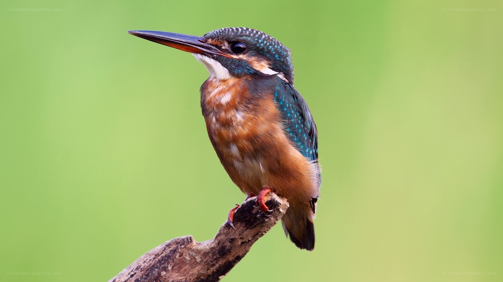 kingfisher on a branch