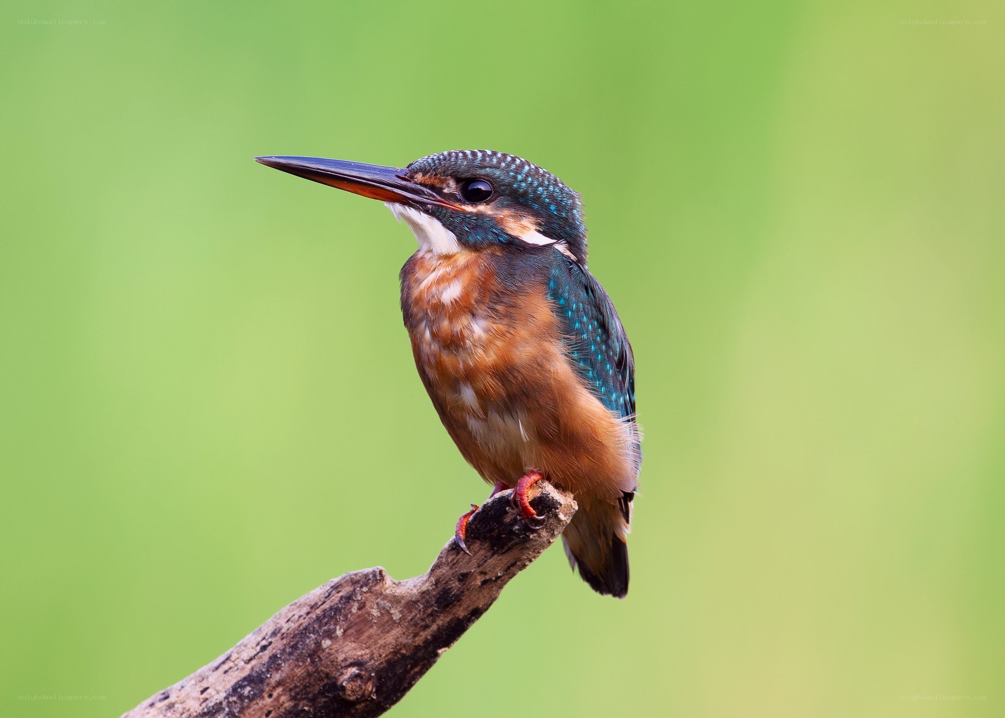 kingfisher on a branch