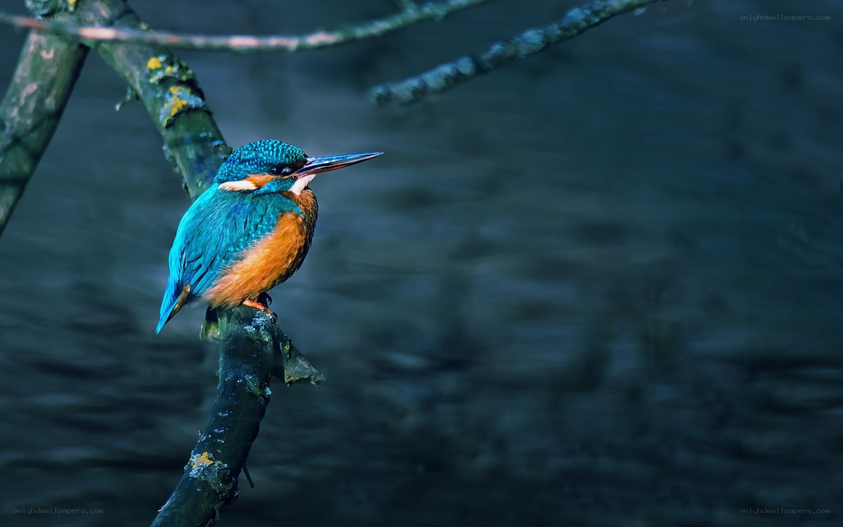 kingfisher on a branch
