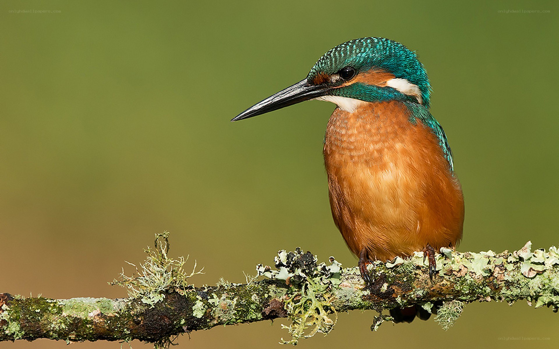 kingfisher on a branch