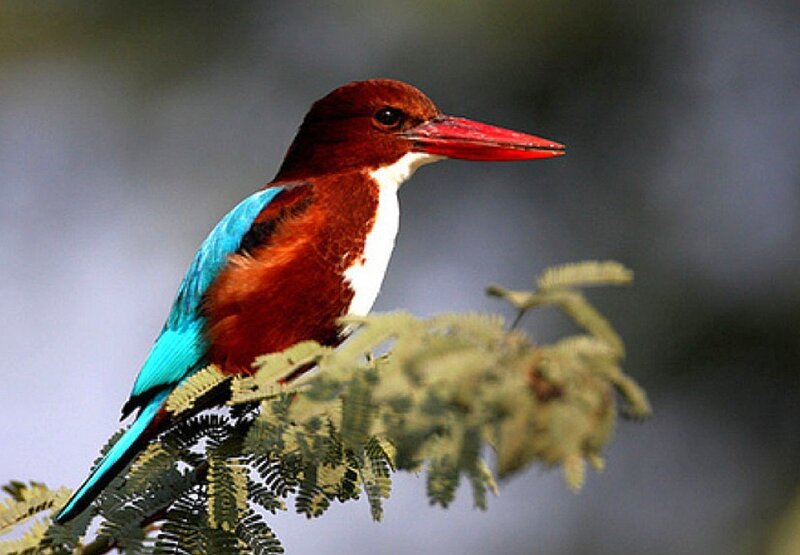 kingfisher on a branch