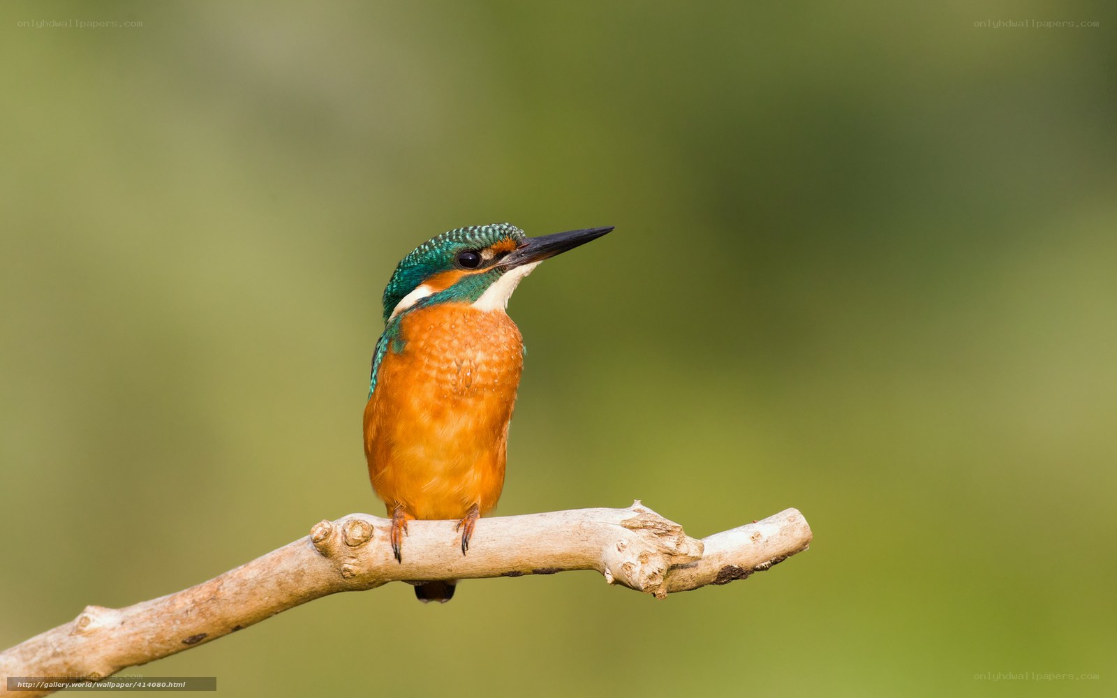 Kingfisher on a branch