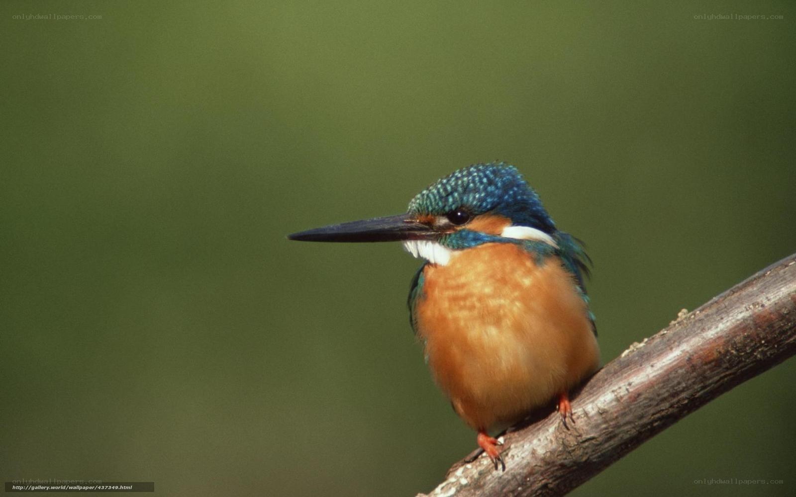 kingfisher on a branch