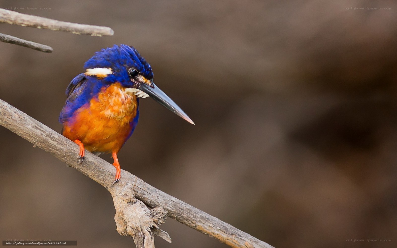Kingfisher on a branch