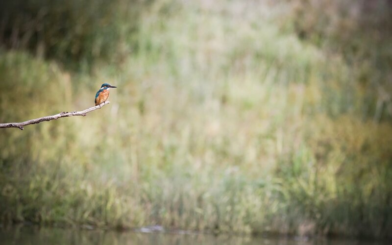 Kingfisher on a Branch — Blue, Serene