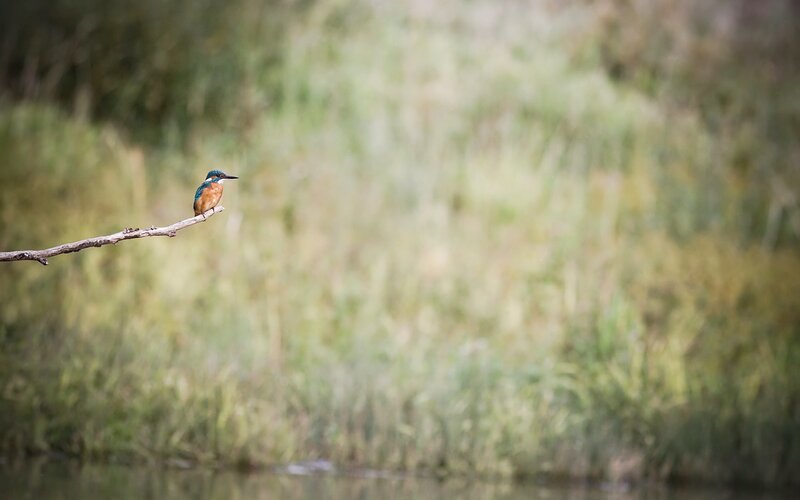 Kingfisher on a Branch — Blue