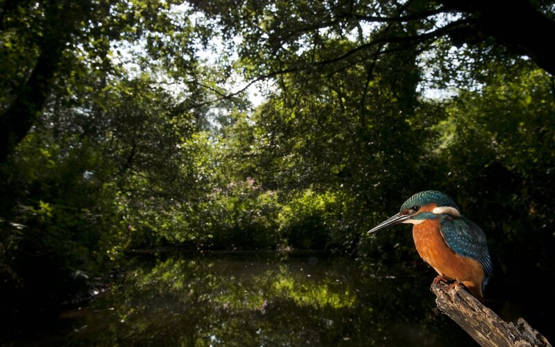 Kingfisher on a Branch — Green