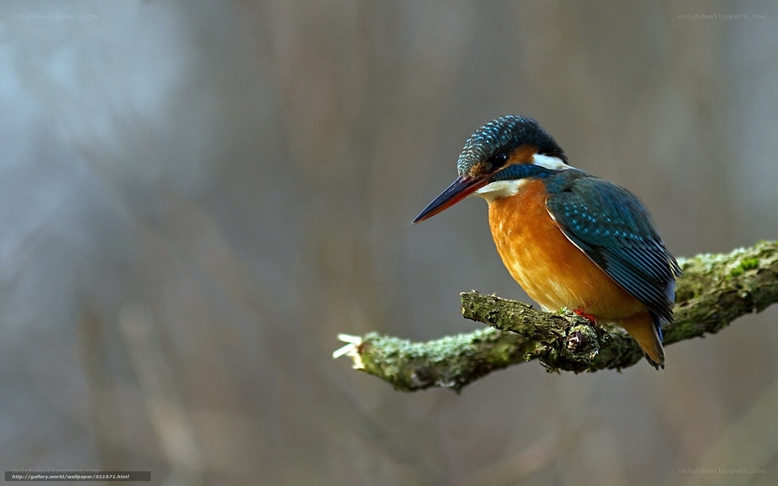 kingfisher on a branch