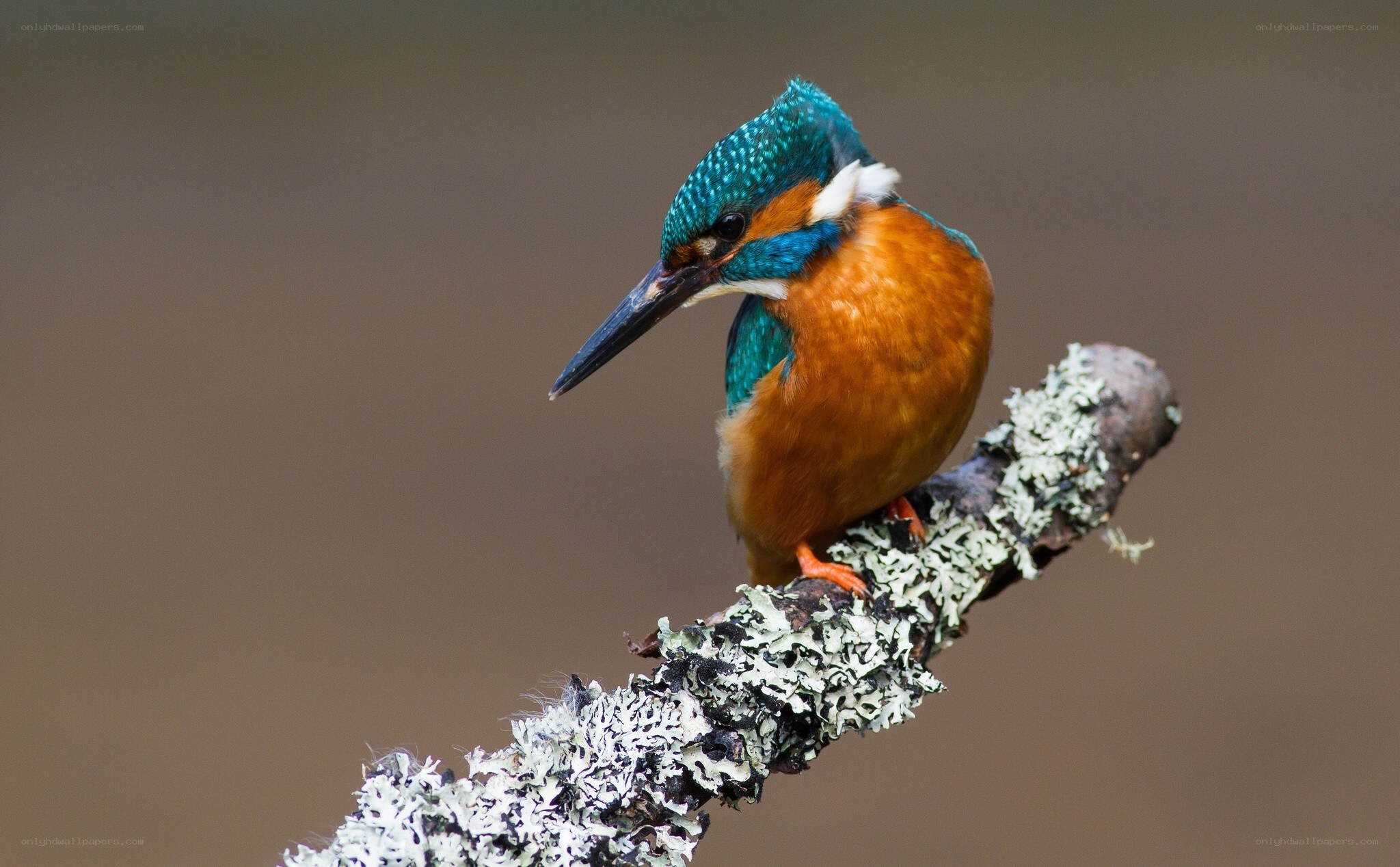 kingfisher on a lichen-covered branch
