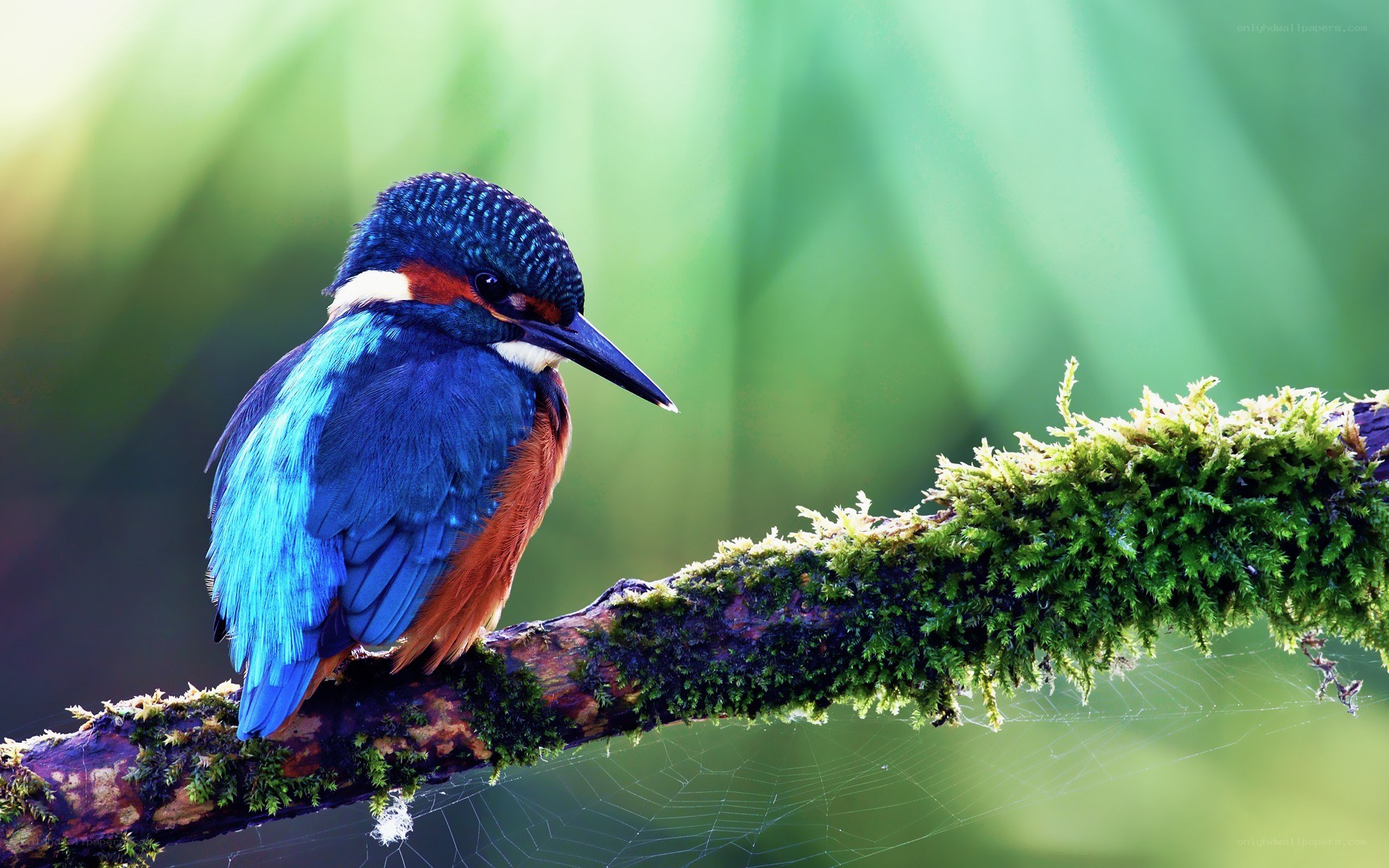 Kingfisher on a mossy branch