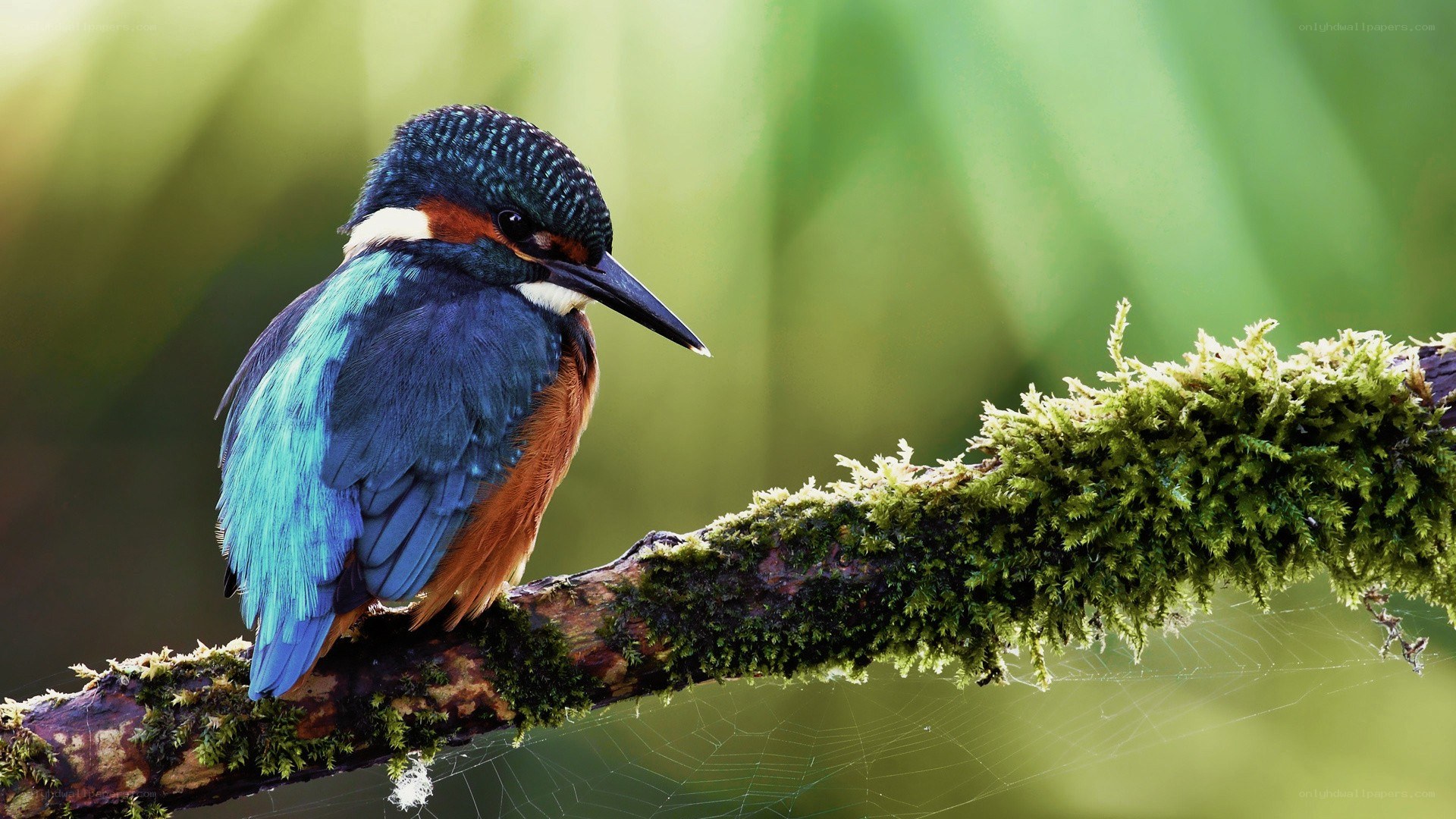 kingfisher on a mossy branch