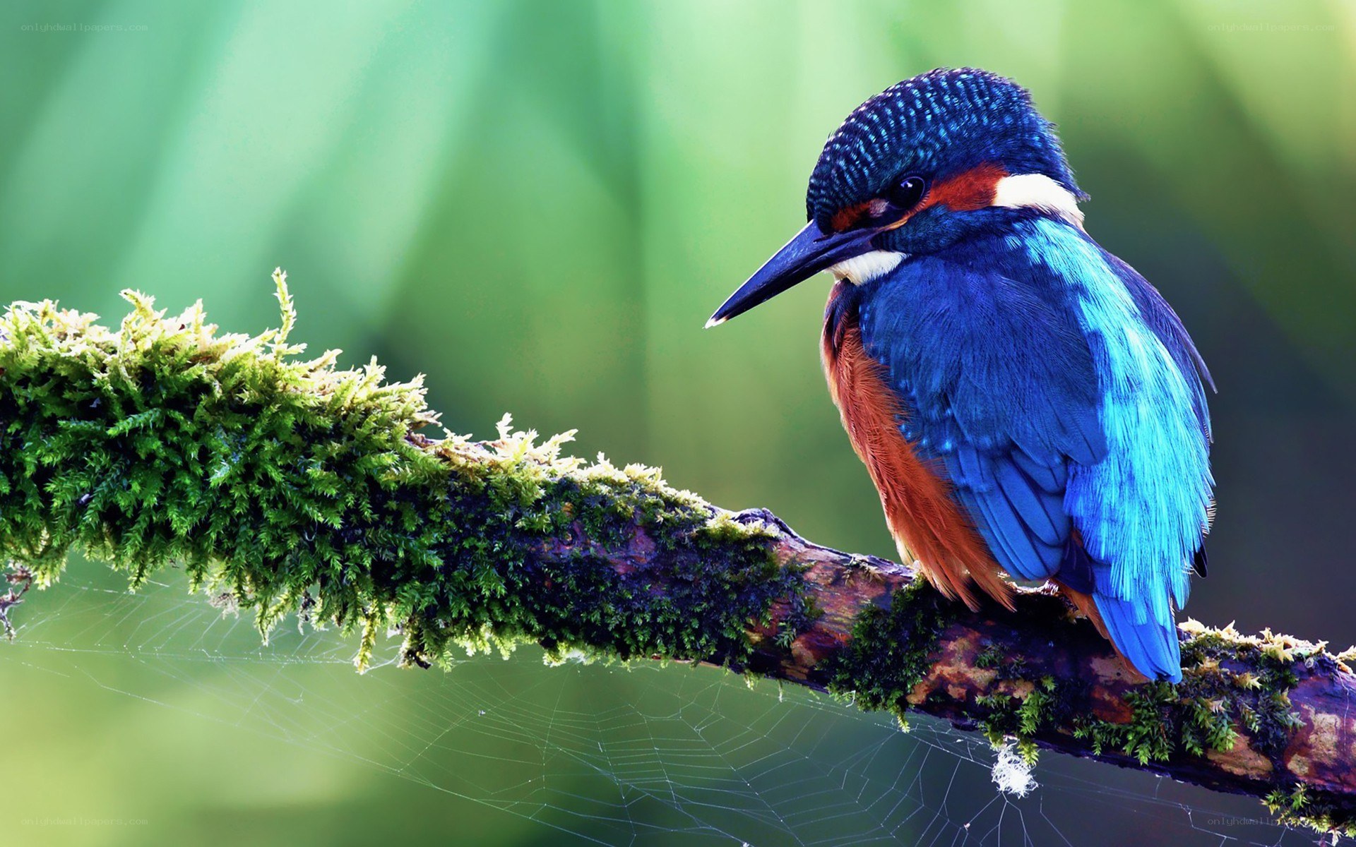 Kingfisher on a mossy branch
