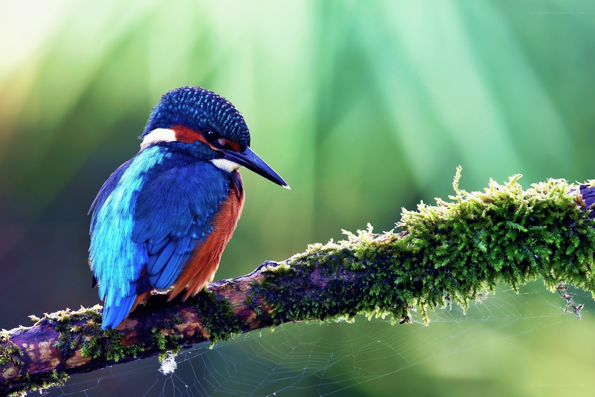 Kingfisher on a mossy branch