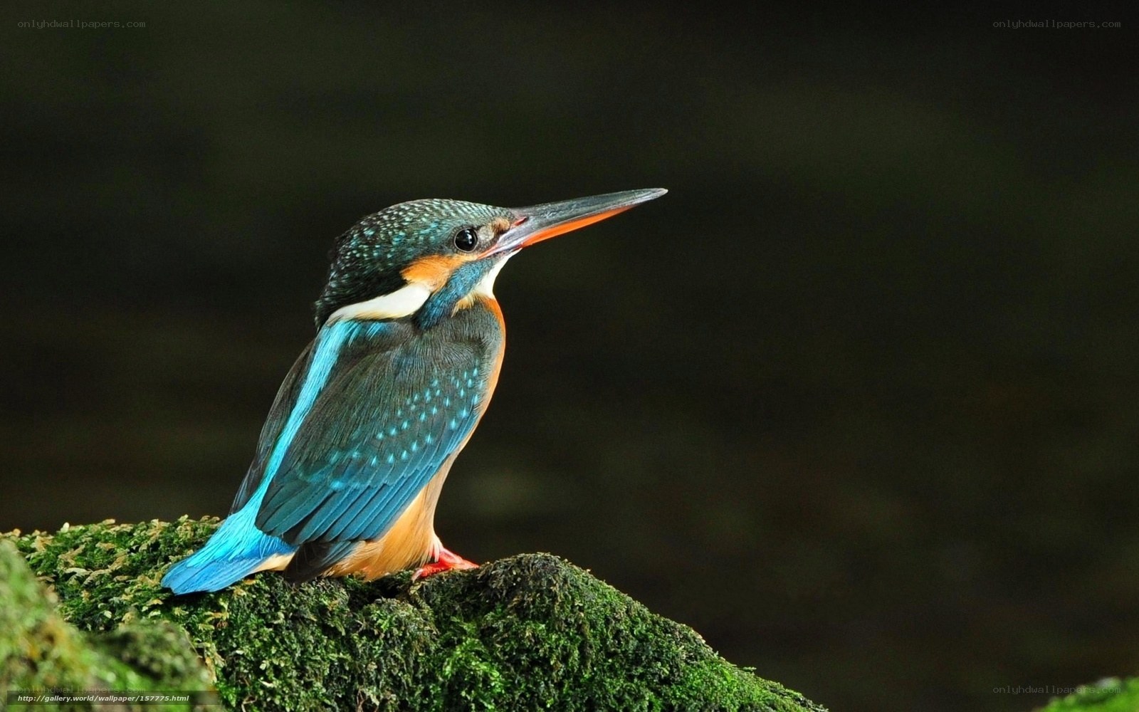 kingfisher on a mossy rock