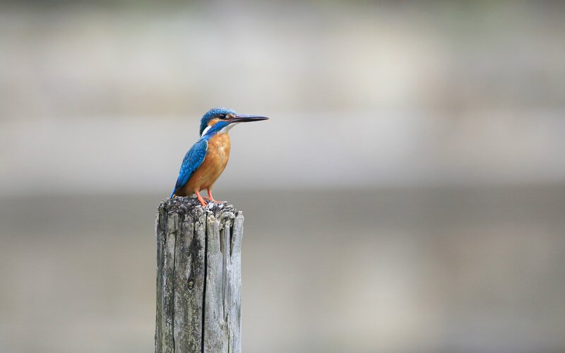 kingfisher on a post