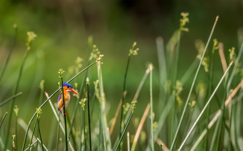 Kingfisher on a reed