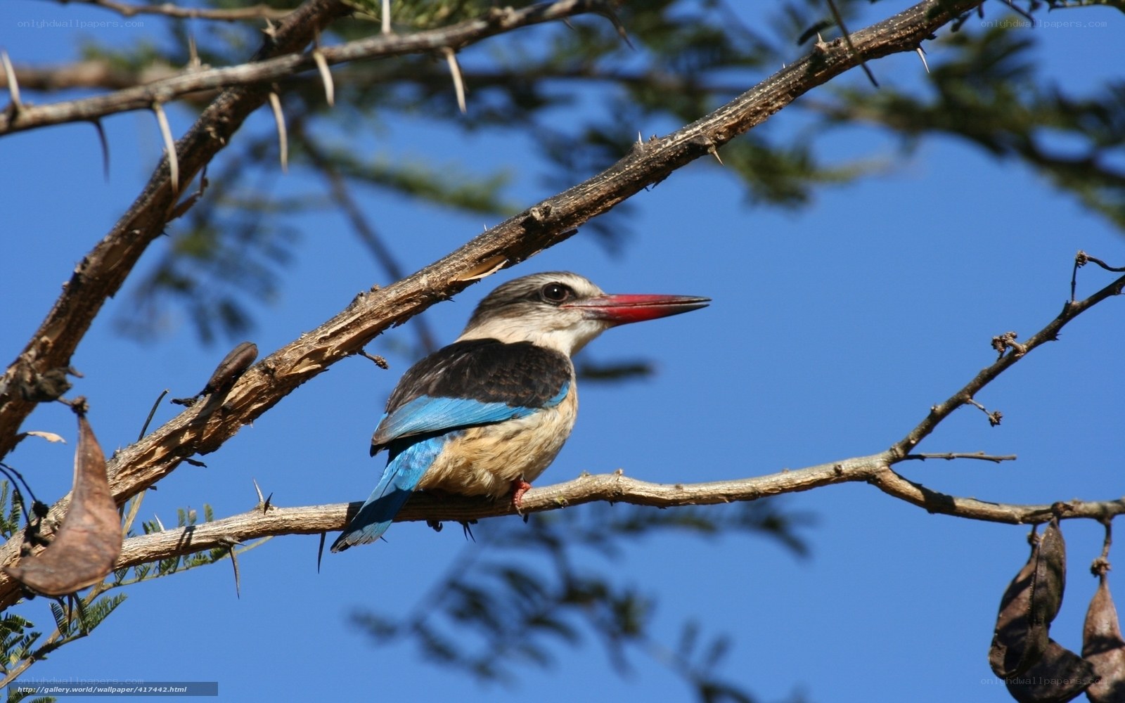 kingfisher on a thorny branch