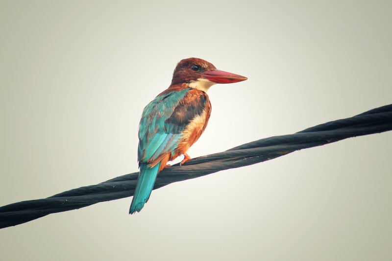 kingfisher on a wire