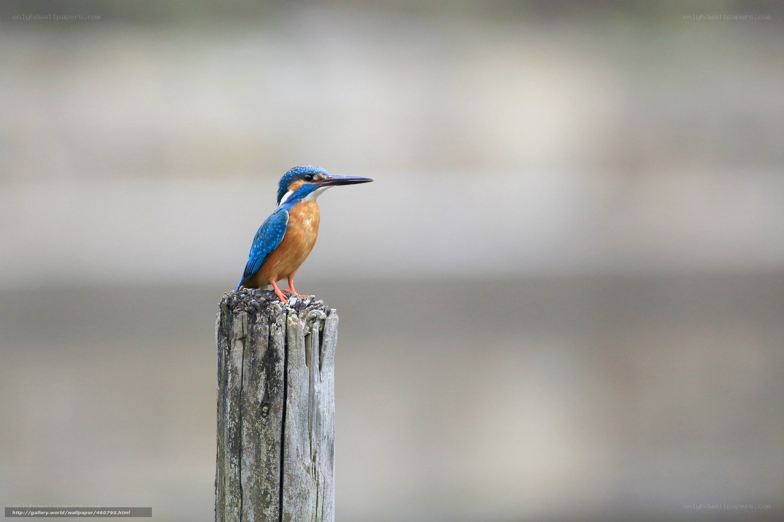 kingfisher on a wooden post