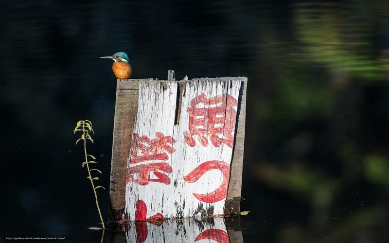 Kingfisher on a wooden sign
