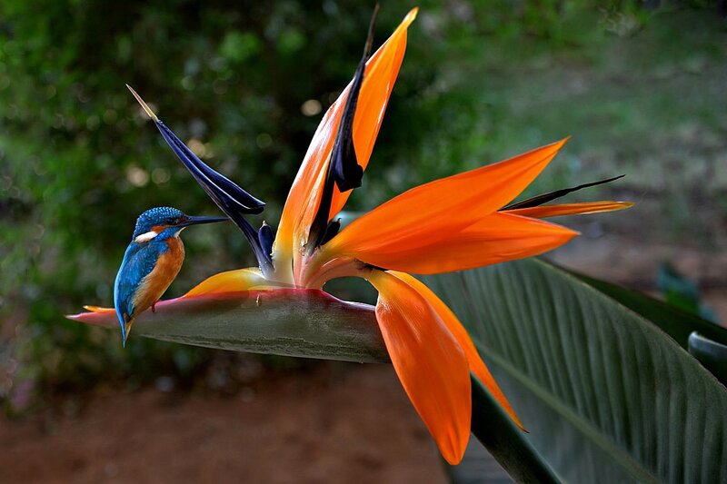 Kingfisher on Bird of Paradise