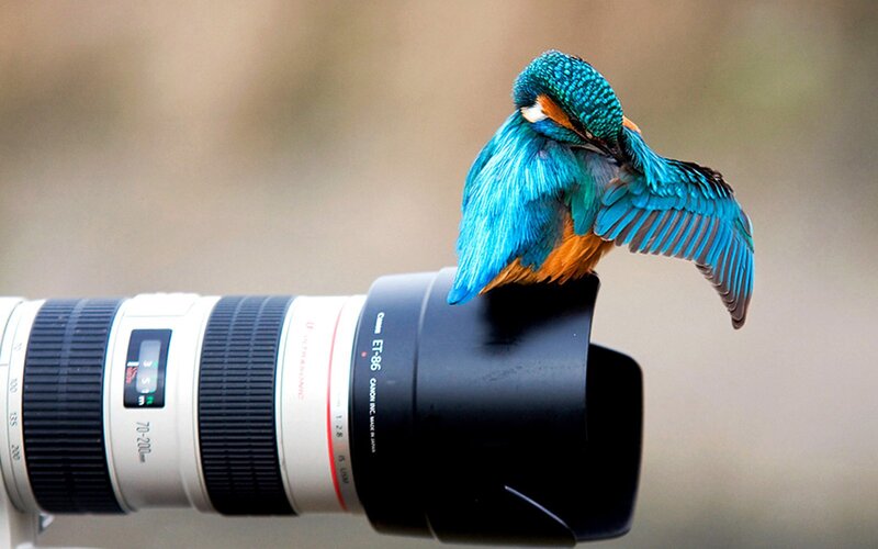 kingfisher on camera lens