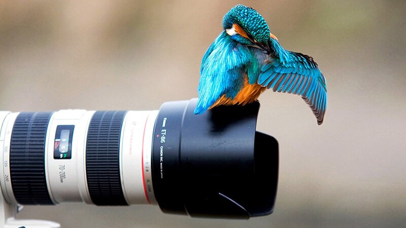 kingfisher on camera lens