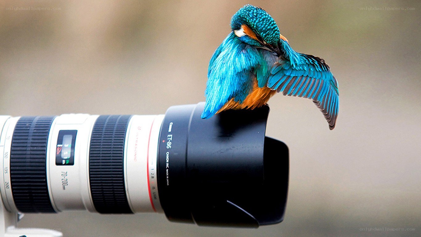 kingfisher on camera lens