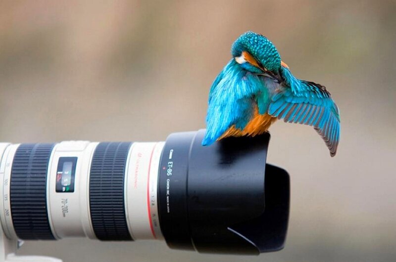 kingfisher on camera lens