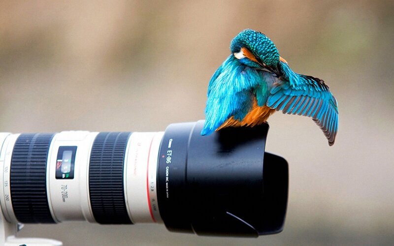 Kingfisher on Camera Lens — Blue