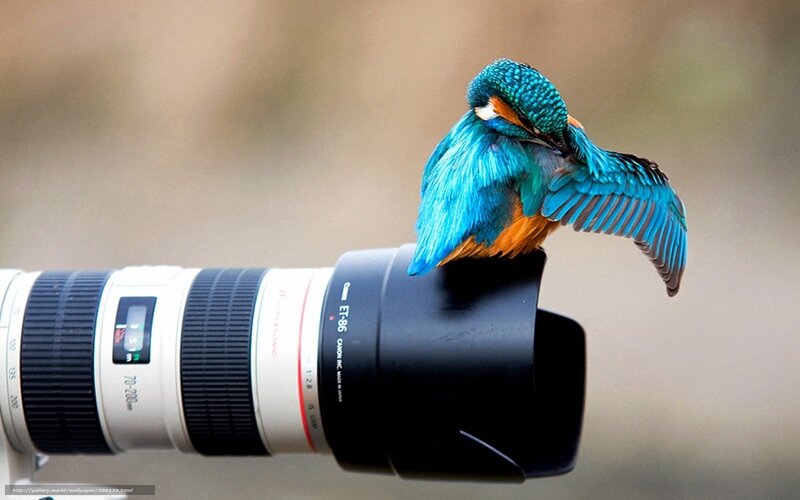 Kingfisher on camera lens
